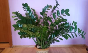 Замиокулькас