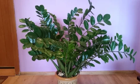 Замиокулькас