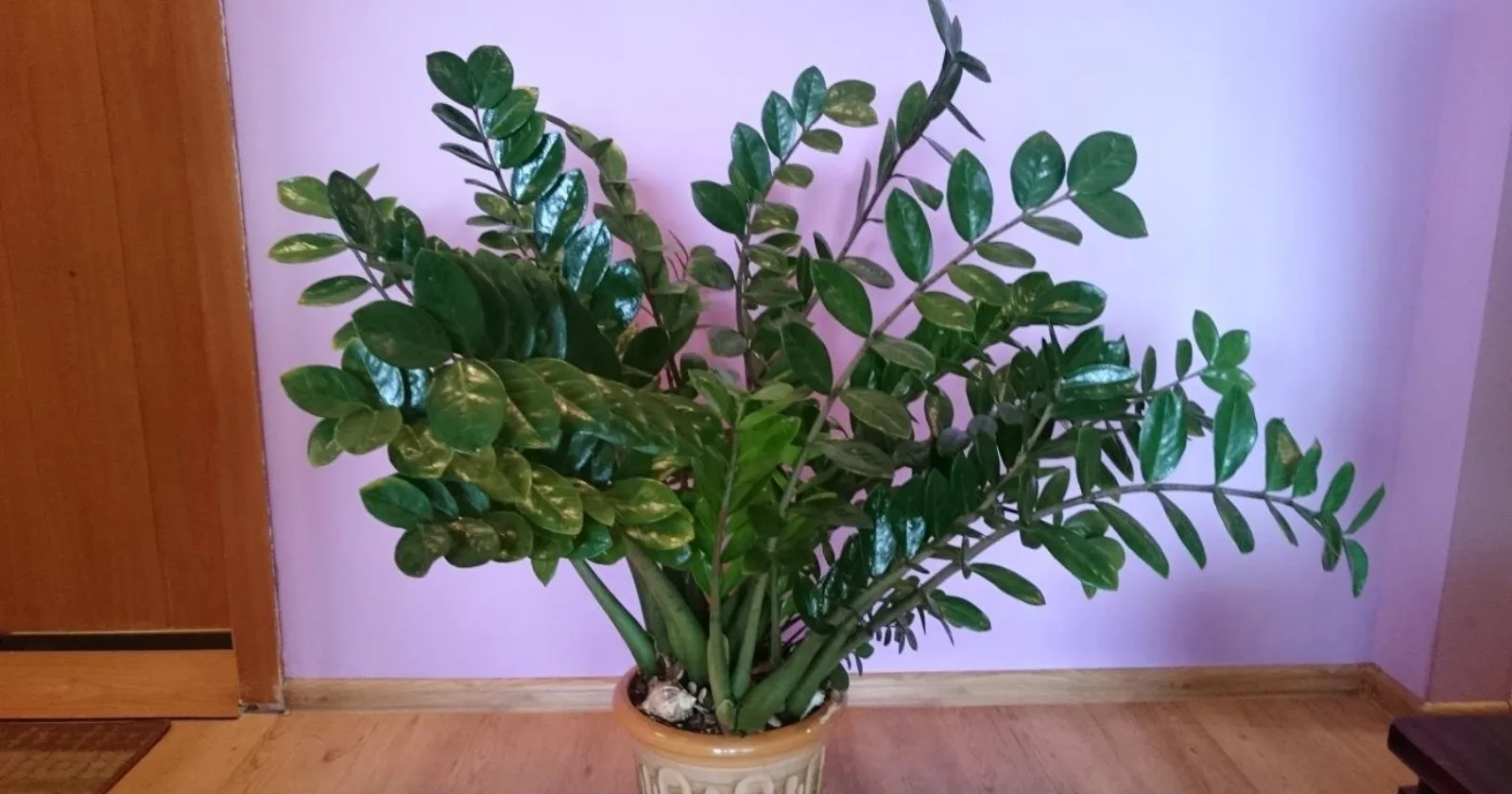 Замиокулькас