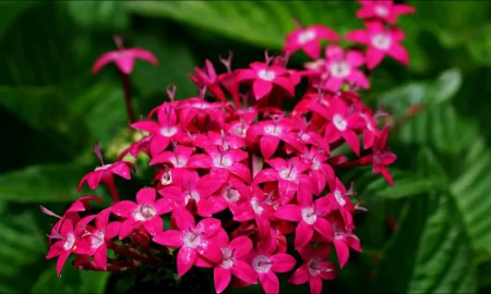 пентас ланцетный