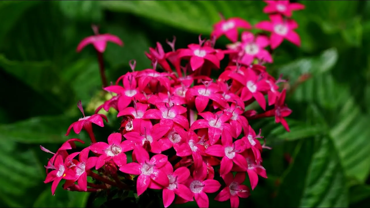 пентас ланцетный