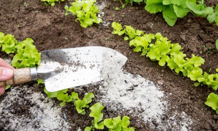 Подкормка золой