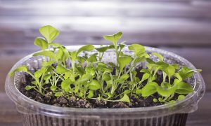 Проростки петунии