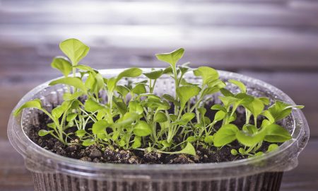 Проростки петунии