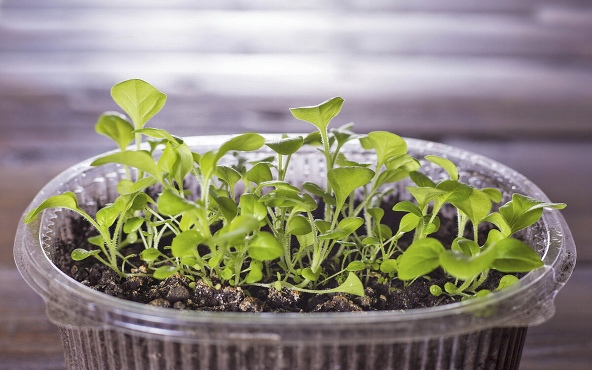 Проростки петунии