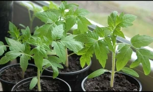 рассада томатов