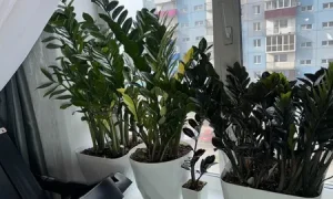 замиокулькас