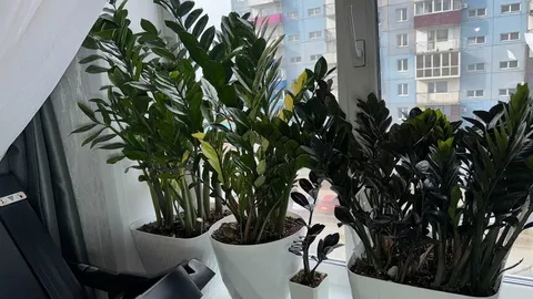 замиокулькас