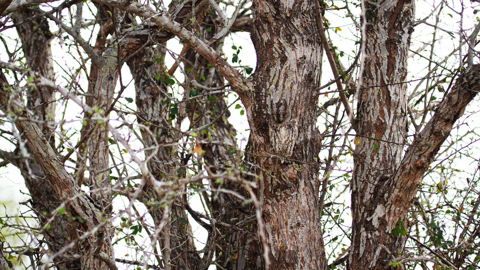 сова на дереве