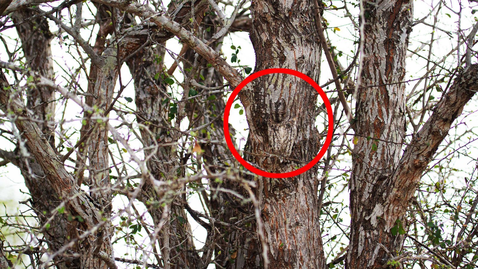 сова на дереве