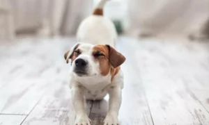 собака потягивается