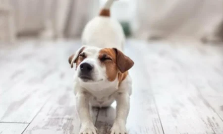 собака потягивается