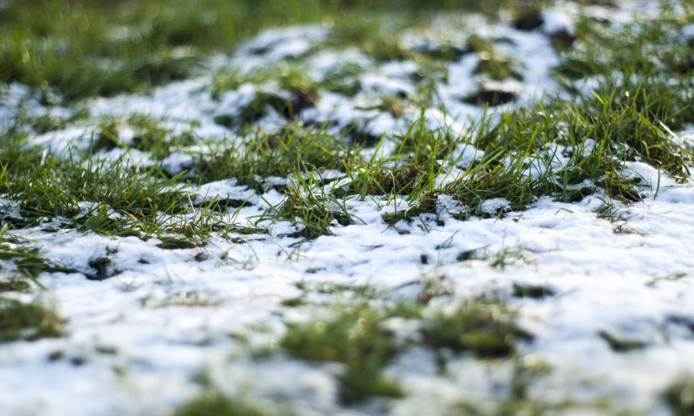 снег на траве