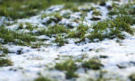 снег на траве