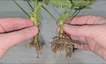 черенкование пеларгонии