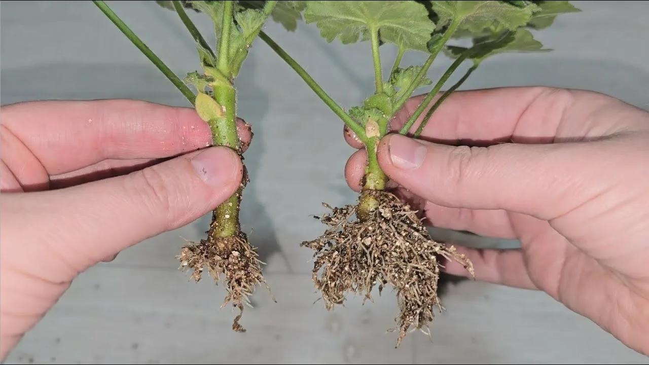 черенкование пеларгонии