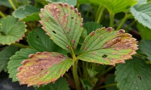 лист клубники