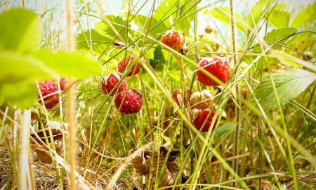 лесная клубника