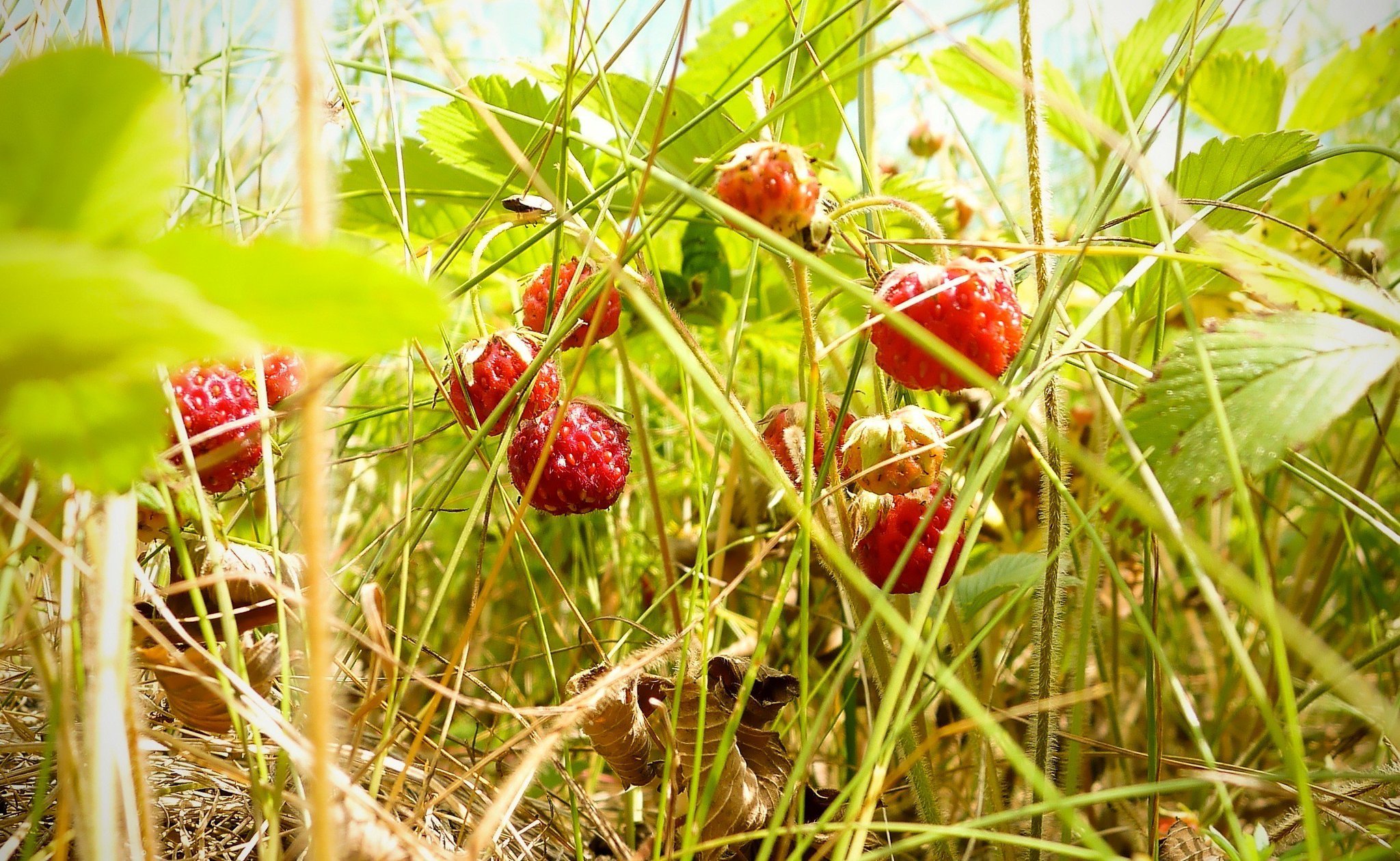 лесная клубника