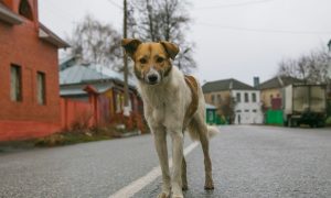 Уличная собака