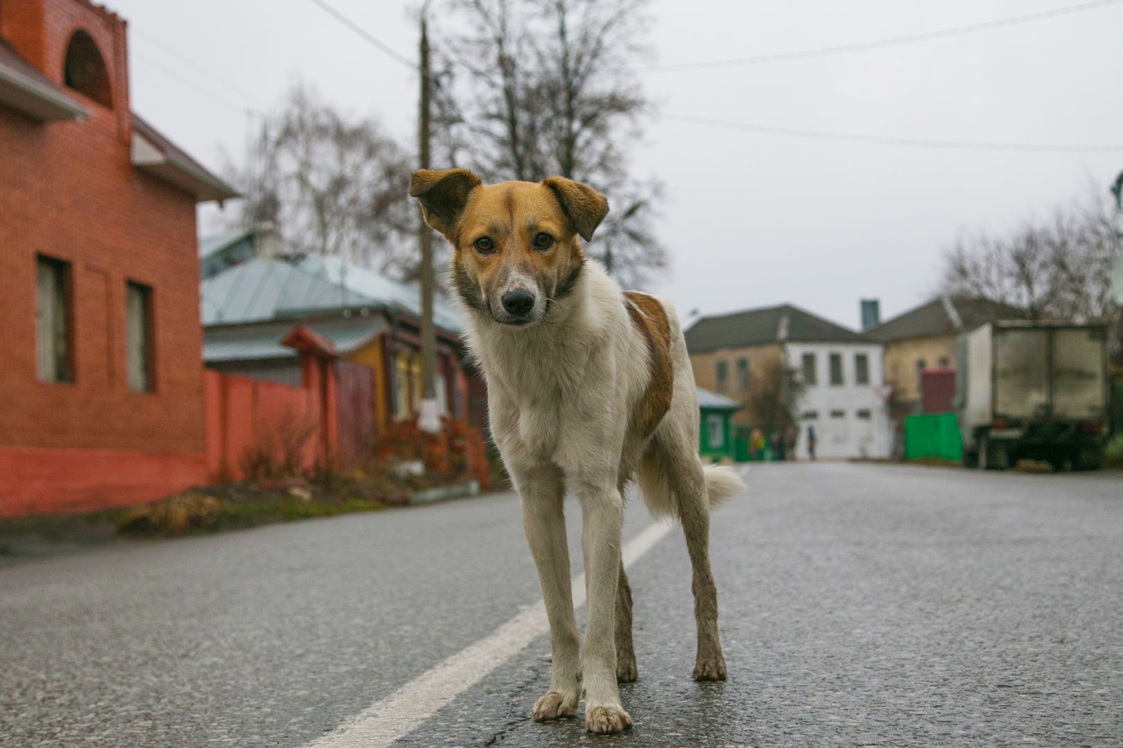 Уличная собака