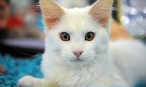 Красивый кот на выставке