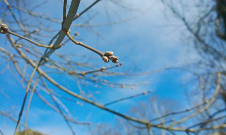 Почки на дереве