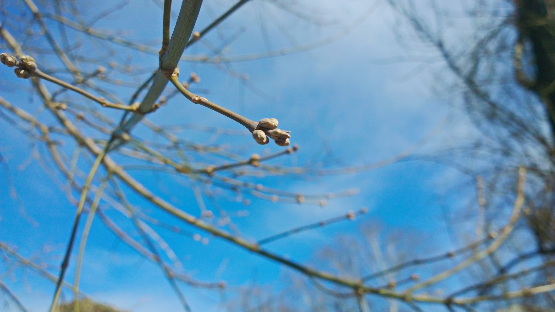 Почки на дереве
