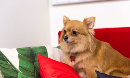 Собака лежит на диване