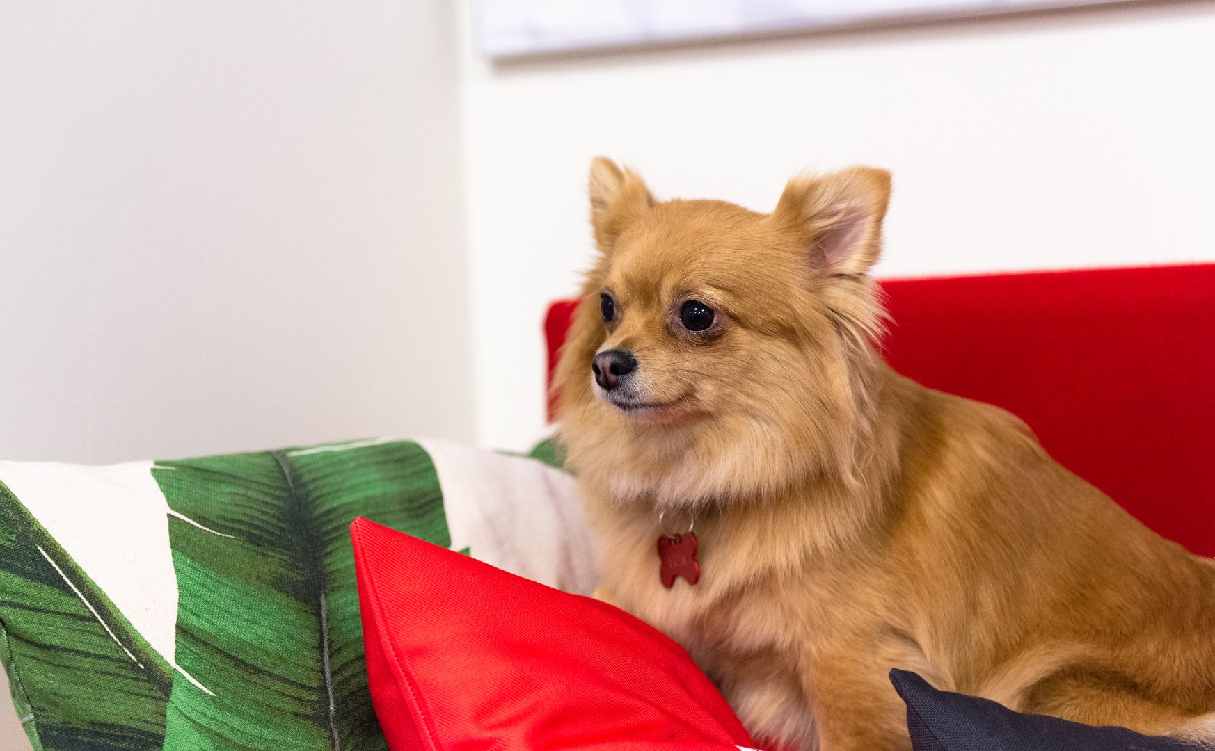 Собака лежит на диване