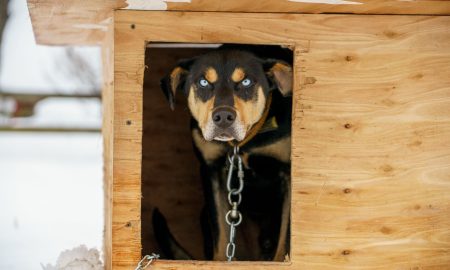 Собака в будке