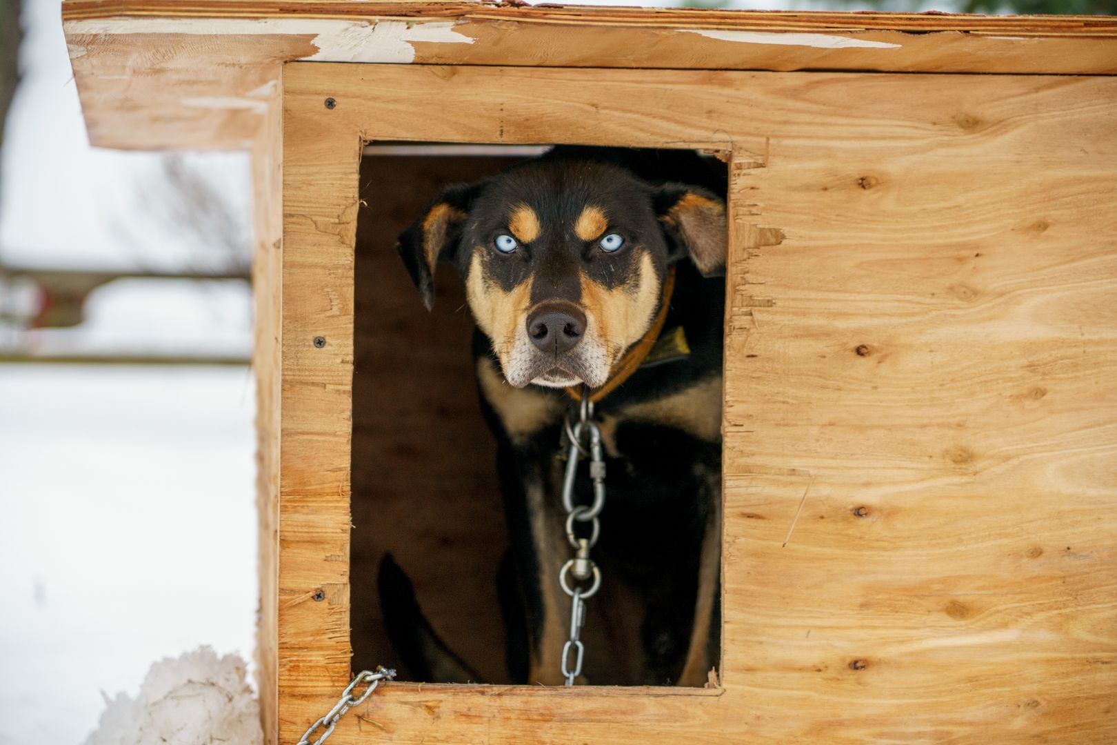 Собака в будке