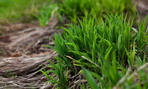 Трава в лесу