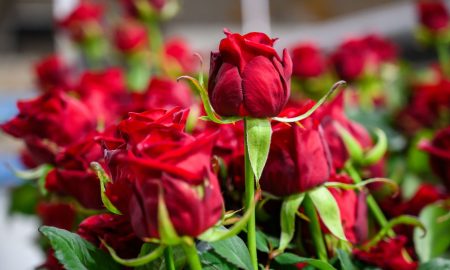 Розы на улице