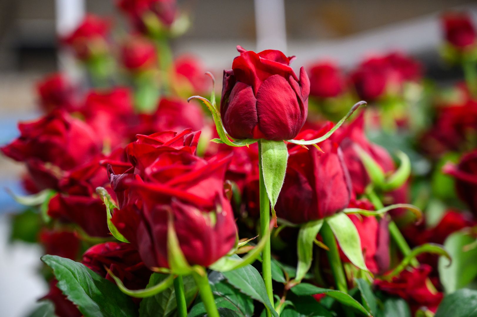 Розы на улице