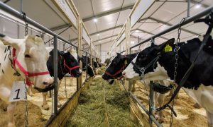 Коровы в загоне