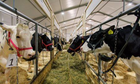 Коровы в загоне