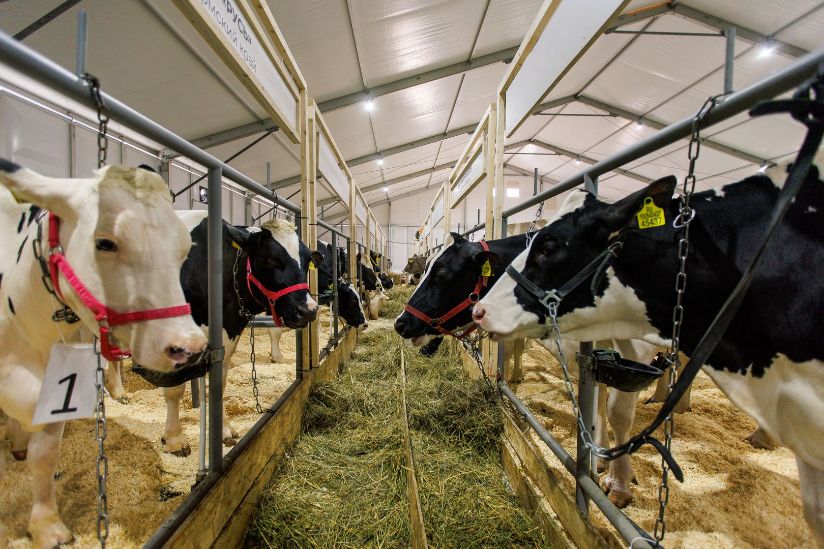 Коровы в загоне