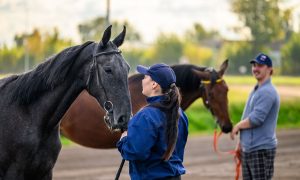 Лошади стоят с человеком