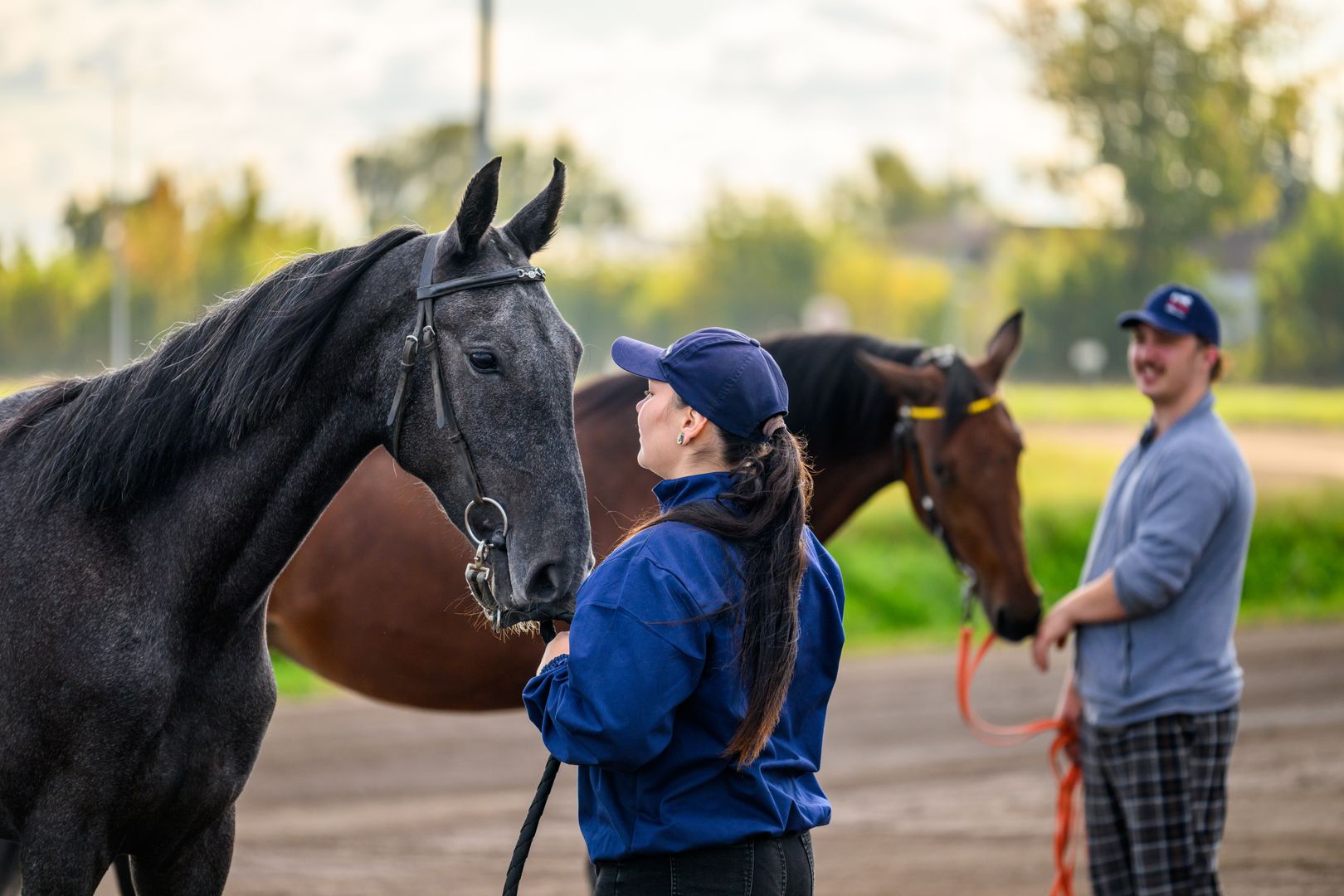 Лошади стоят с человеком