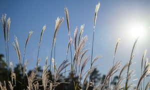 Теплая и солнечная погода