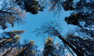 Деревья в лесу