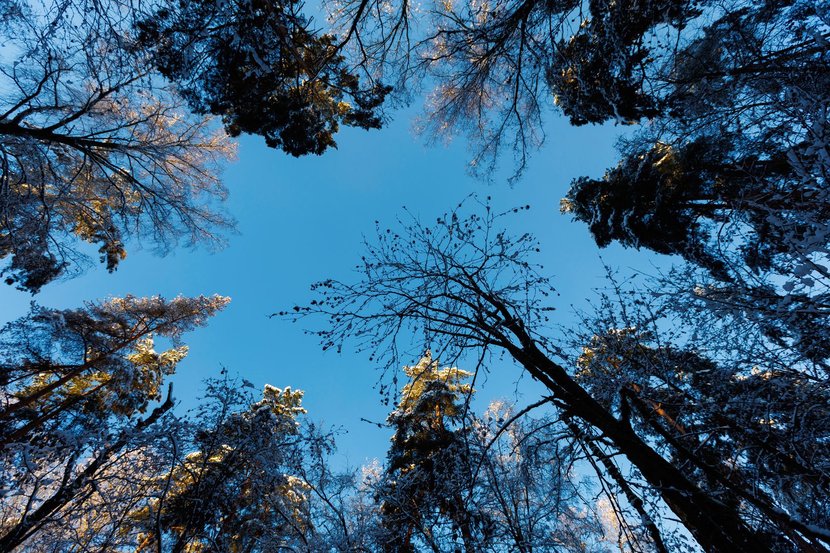 Деревья в лесу