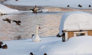 Птицы на пруду весной