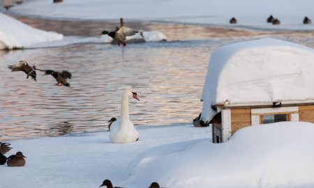 Птицы на пруду весной