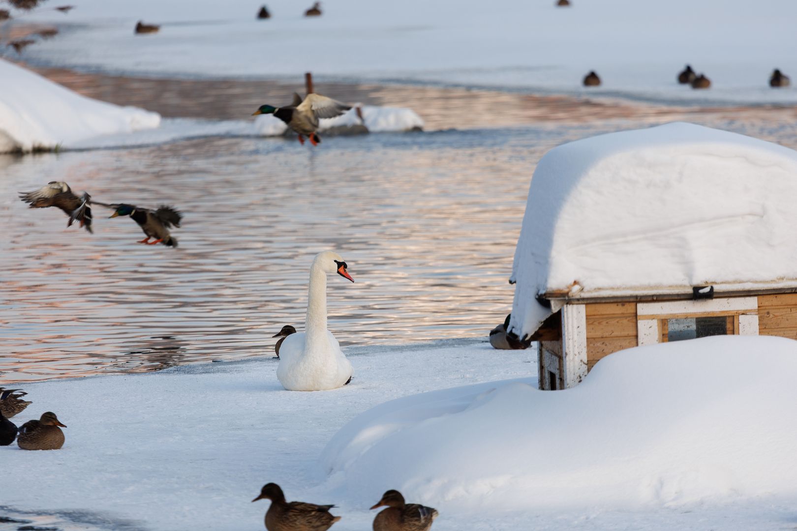 Птицы на пруду весной
