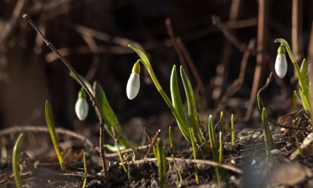 Подснежники весной