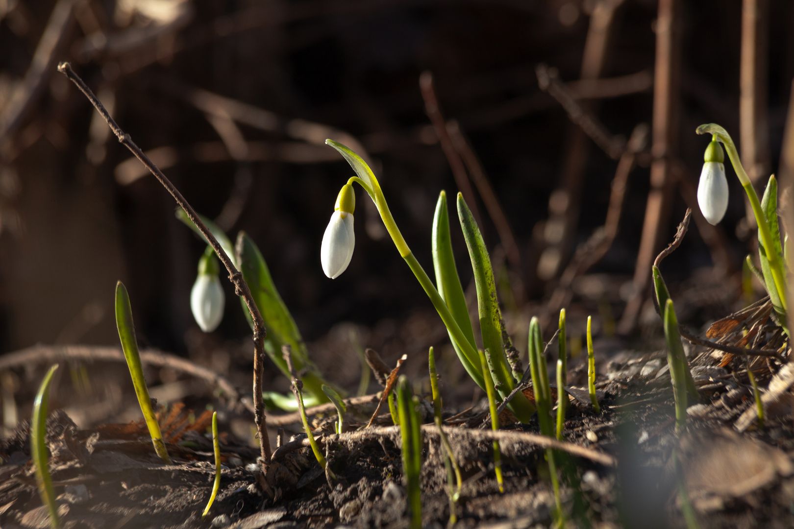 Подснежники весной