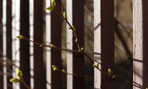 На деревьях появляются первые почки