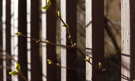 На деревьях появляются первые почки